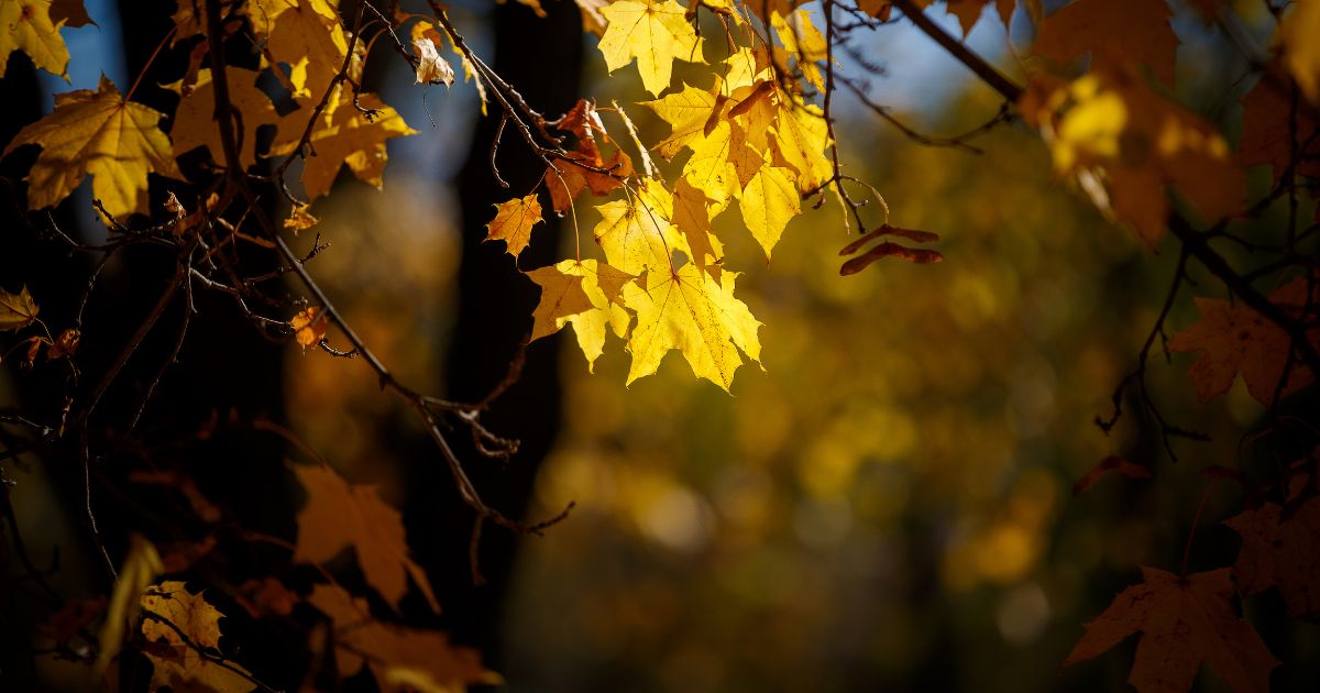 October 2021 Newsletter