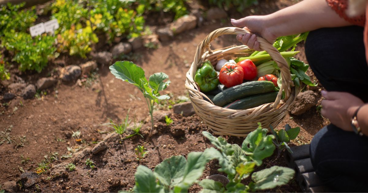 Launching Garden Services and Essentials for Outdoor Dining