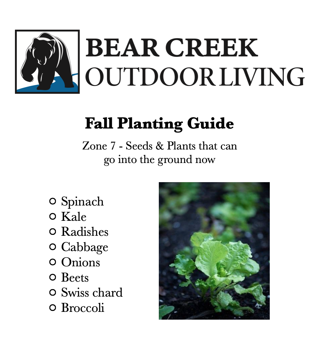 Fall Planting Guide, Zone 7 - Seeds & Plants that can go into the ground now, Spinach, Kale, Radishes, Cabbage, Onions, Beets, Swiss chard, Broccoli